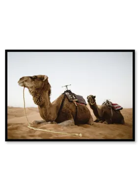 Camels, Poster