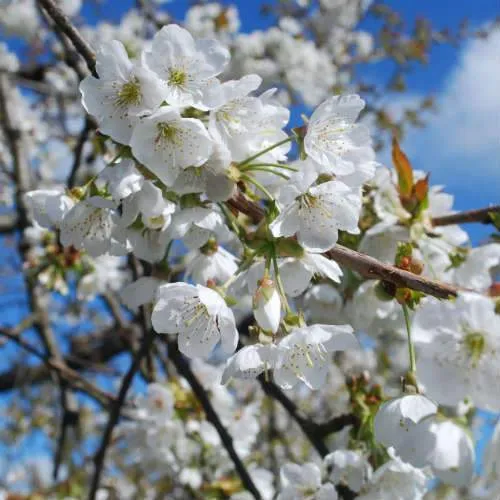 Cherry Early Rivers